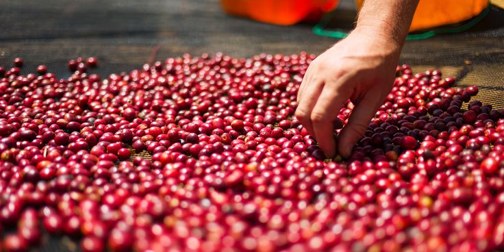 Indian Coffee Regions