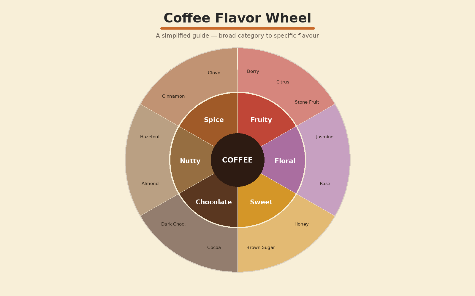 Simplified coffee flavor wheel showing broad categories narrowing to specific flavor notes