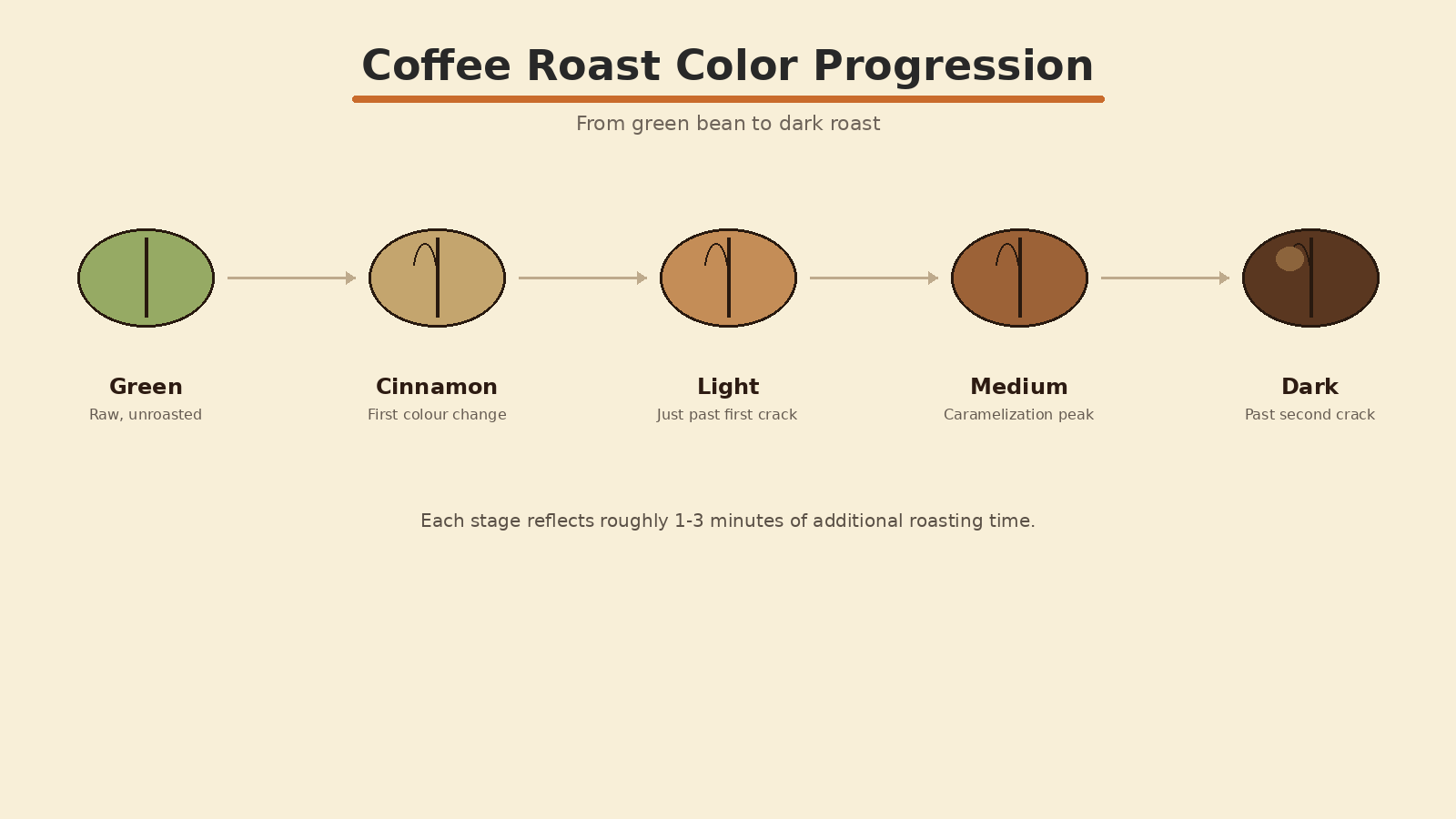 Coffee roast color progression from green bean to light, medium, and dark roast