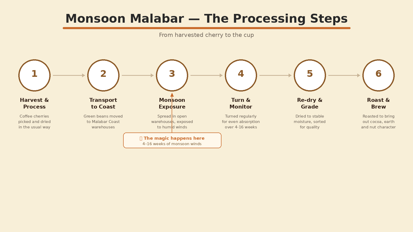 Monsoon Malabar coffee processing steps — how beans are exposed to monsoon winds in open warehouses